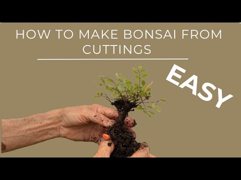 How to Make Bonsai From Cuttings - Easy