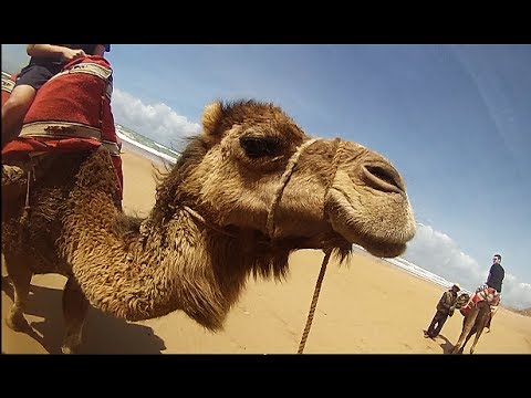 Camel Riding in Morocco! | GoPro Hero 3