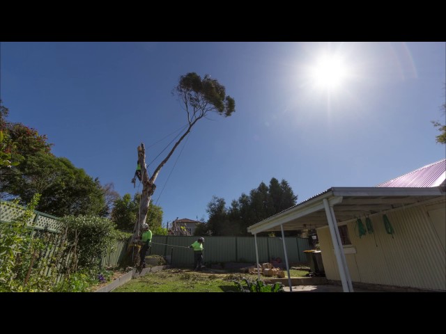 Newcastle Tree Care - Waratah, NSW