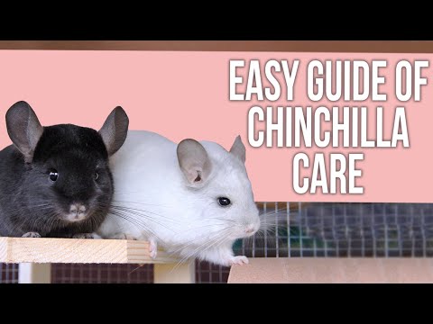Easy Guide of Chinchilla Care for Beginners