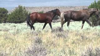 Wild Horses &quot;Let Them Run&quot;
