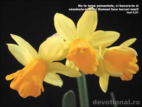 ce inseamna a creste in Isus