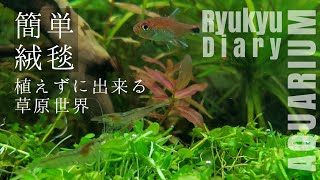 一日で水草の絨毯が出来る【アクアリウムダイアリー#2】
