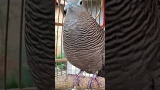 Download lagu Burung Perkutut Lokal Gacor Suara Kung Besar Pancing Burung Perkutut Agar Cepat Berkicau #shorts mp3