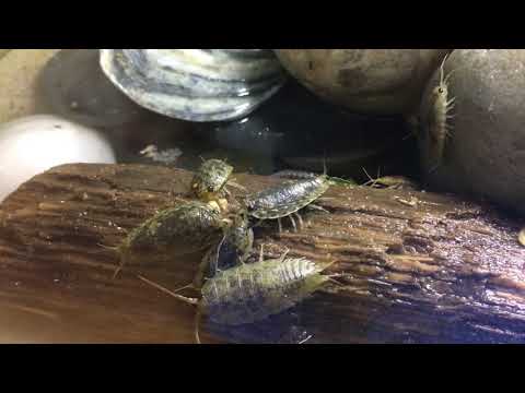 Ligia oceanica (Sea Slater / Klippenassel)