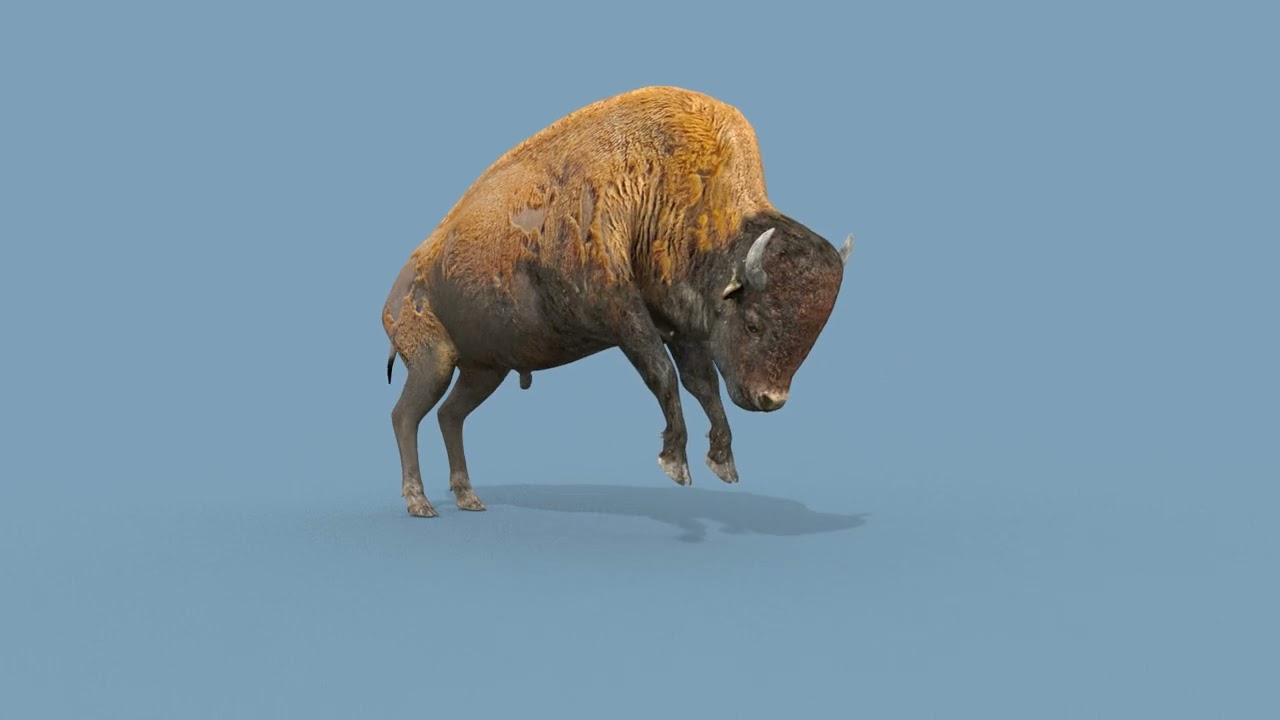Pro Bison 8K - 3d animated 3D Model