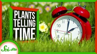 How Plants Tell Time