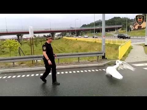 Interwencje strażników: Nie dla łabędzia jezdnia! - 29.06.2017 r.