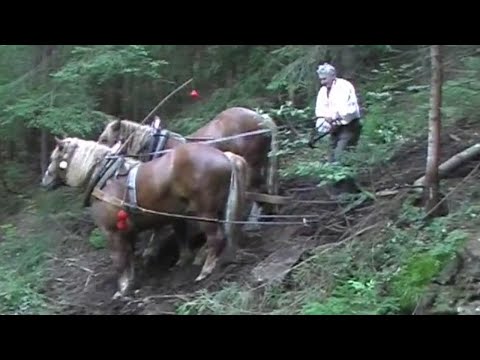 Furmani - Práca s koňmi v lese Pohorelá 2012 → Archívny videozáznam [Pohorelá, Slovensko]