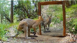 What Happens When Animals See a Mirror? | Australia MQDEFAULT Thumbnail