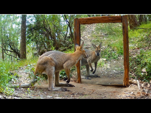 What Happens When Animals See a Mirror? | Australia SDDEFAULT Thumbnail