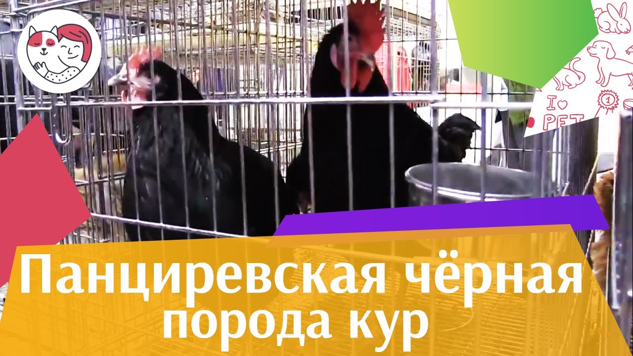 Порода кур ПАНЦИРЕВСКАЯ ЧЕРНАЯ Агропромышленная выставка Золотая осень 2016 iLikePet