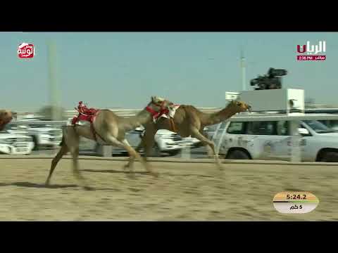  ش 12 (جنى) لـ علي محمد زيد نديله المري 7:38:50 , مهرجان الأمير الوالد 2026/2/5 لقايا الشحانية  