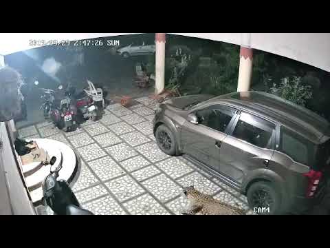 Leopard attacks Dog!! #Gujarat  #Gir  #LeopardAttack