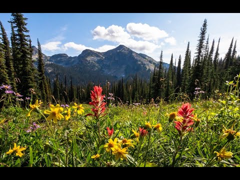 A wildflower festival is happening near the Rocky Mountains this summer | News