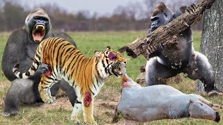 How wonderful! Brave Baboon Saves Cow From Fierce Tiger | Tiger Failed Hunt