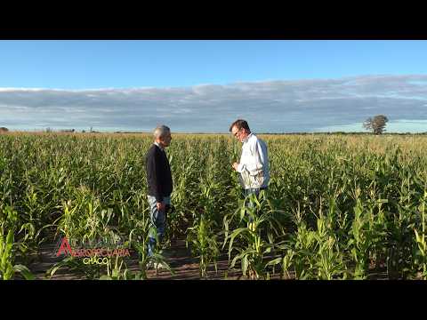 Referente a Cultivos de Algodón-Maíz-Sorgo-Soja- Villa Angela Chaco - Ing. Agr. Juan Martignago.