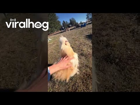 Binoo the Golden Retriever Rooster || ViralHog