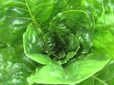 amazing hydroponic farming system 17