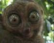 Lemur With Wide Open Eyes Maki