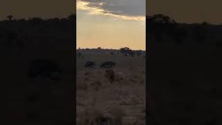 A lion pride is one of nature's most fascinating families