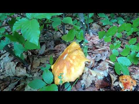 Gljive naših šuma / Mushrooms