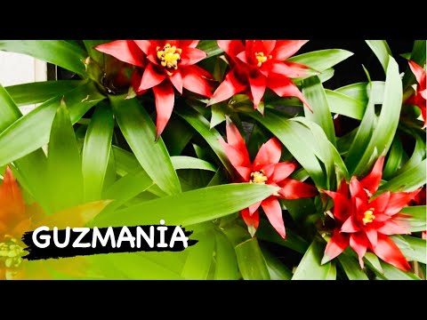 , title : 'Guzmania bitkisine dair tüm detaylar bu videoda. Guzmanya bakımı nasıl yapılır. #guzmania #plantlove'
