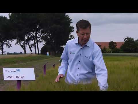 KWS Orbit 2020 Wiersum Wintergerst
