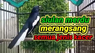 Download lagu suara burung kacer ngeplong merdu sangat ampuh buat pancingan kacer bahan bikin cepat gacor mp3
