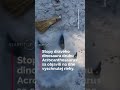 Vysychanie Vôd Odhalilo V Texase Obrovské Stopy Dinosaurov Shorts