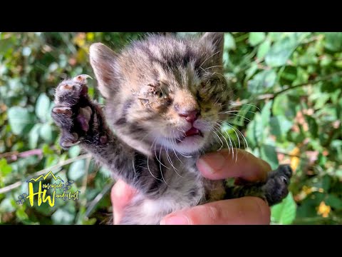 Abandoned Kitten With Infection Found On The Camino de Santiago And Saved!
