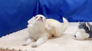 チワワ(ロング)の動画01