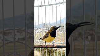 Download lagu Rangsangan sogon bahan agar mau bunyi    #pancingansogon #sogongacor #pancingansogonagarbunyi #sogon mp3