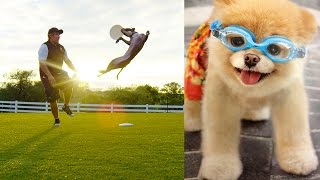 World&#39;s Most Amazing Dogs in Super Slow Motion! Incredible Dog Challenge in 4K! | DEVINSUPERTRAMP