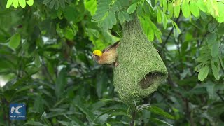 Download lagu Amazing nest building skills by Baya Weavers mp3 Download lagu Amazing nest building skills by Baya Weavers mp3