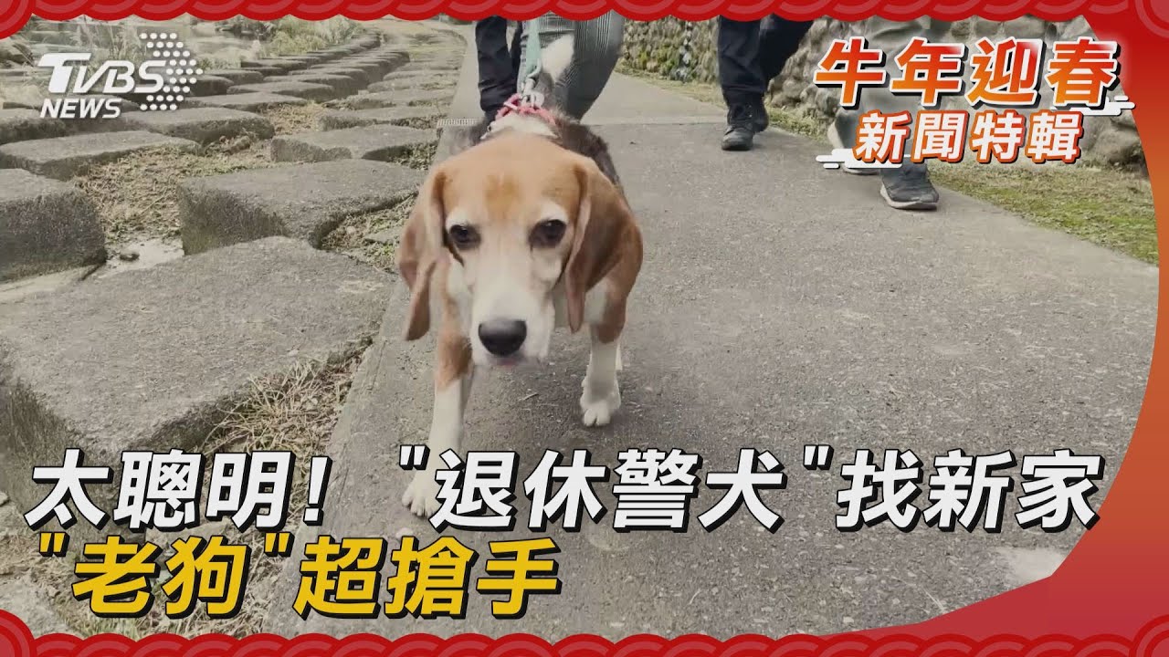 太聰明!「退休警犬」找新家 「老狗」超搶手