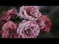 John Denver. Bread and Roses