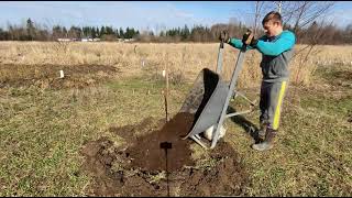 The best way to plant a fruit tree into heavy clay soil.