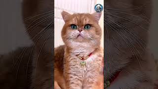 When Cats Speak!  #cats #catlovers #cat #funnycats
