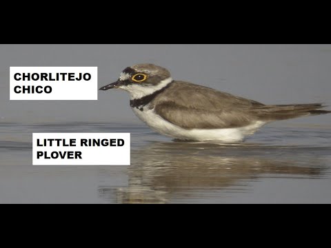 CHORLITEJO CHICO | LITTLE RINGED PLOVER | Charadrius du
