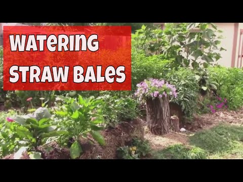 Watering Our Small Straw Bale Garden - How Much Water, and How Long.