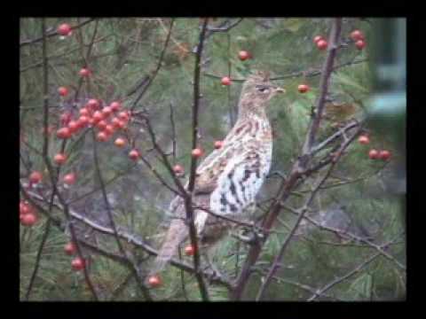 Ruffed Grouse Feeding