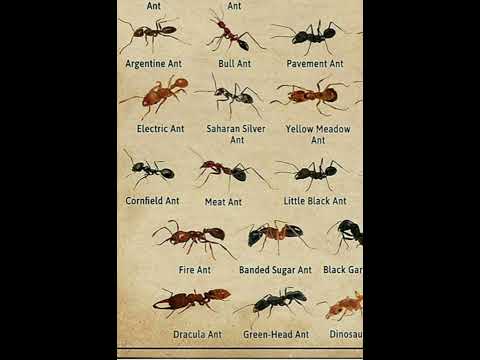 Types Of Ants Bullet ant