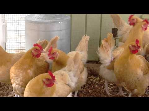 , title : 'Dasar-dasar Pakan Ayam: Memetakan Program Pemberian Pakan'
