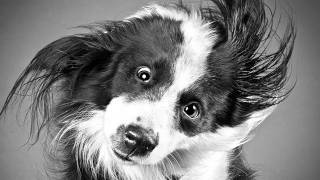 WET DOGS ---- IMG! #40