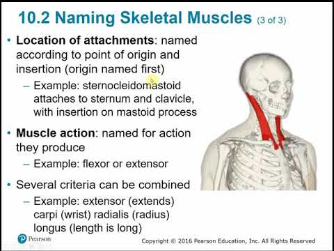 Chapter 10 - Muscle Systems