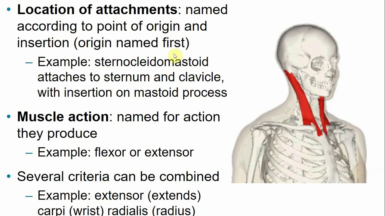 Chapter 10 - Muscle Systems