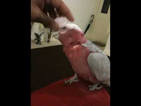 Sukhjinder with jaan