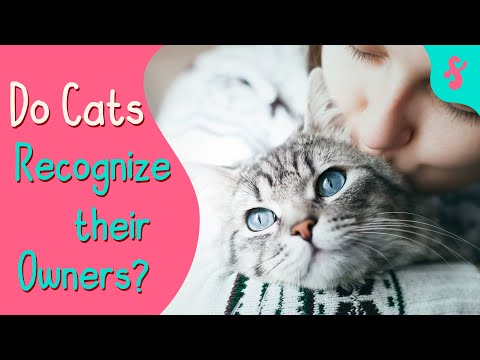 Do Cats Recognize their Owners? | Furry Feline Facts