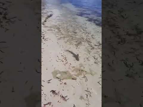 Barracuda attacks Shark 🤯 | Baracuda Vs Shark #monsterfish #attack #shark #fishing